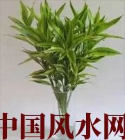 江门十二生肖养什么植物最旺财运？你知道吗！